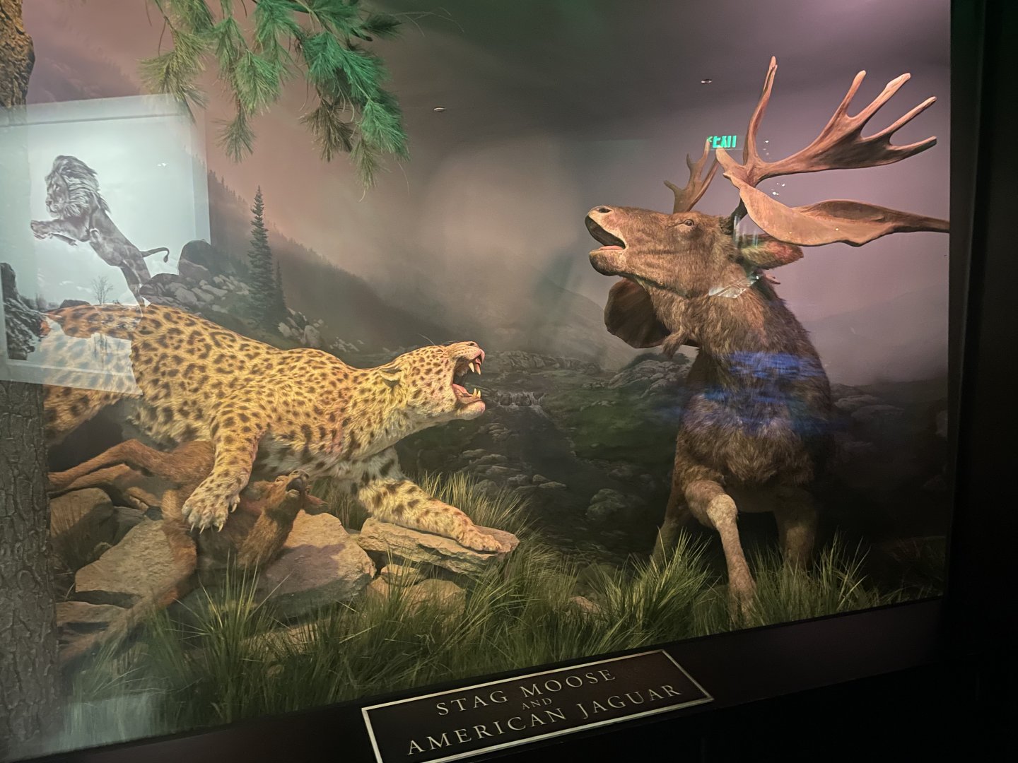 Stag Moose and American Jaguar Replica