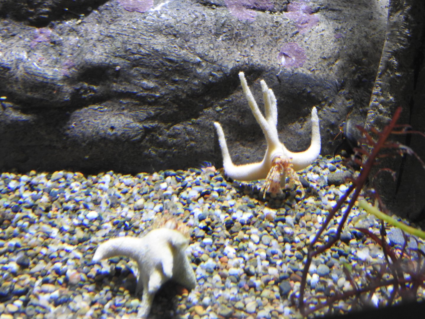Staghorn Hermit Crabs