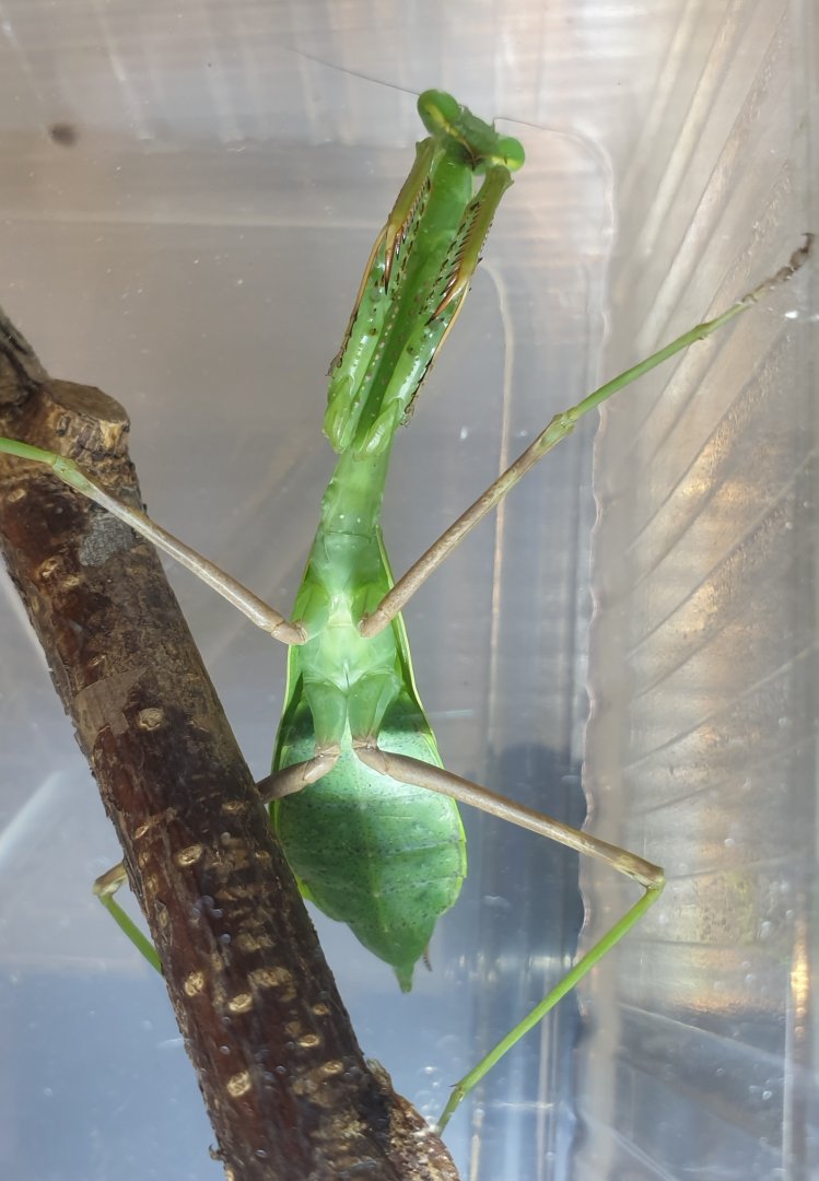 Stagmomantis parvidentatata
