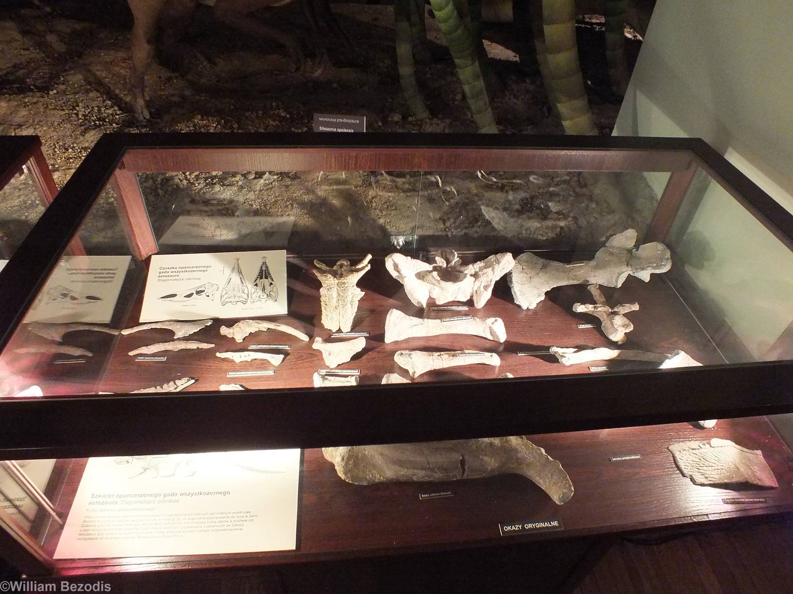 Stagonolepis olenkae bones - Warsaw Museum of Evolution