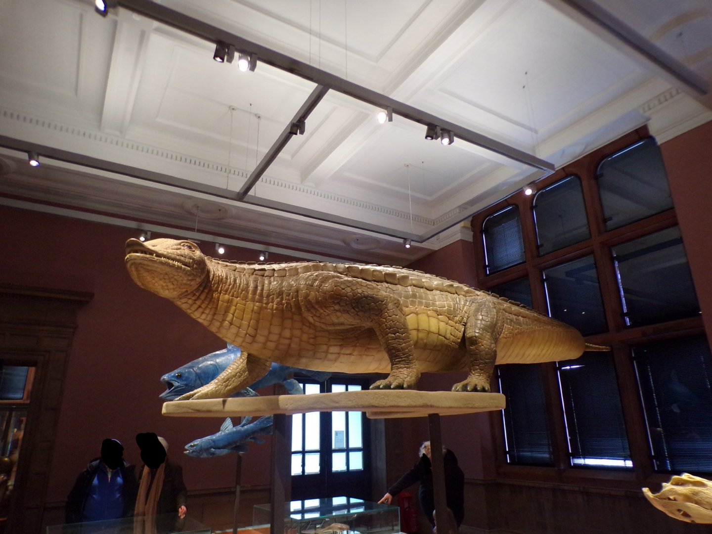 Stagonolepsis model (taken at Kelvingrove museum) 12.2.24