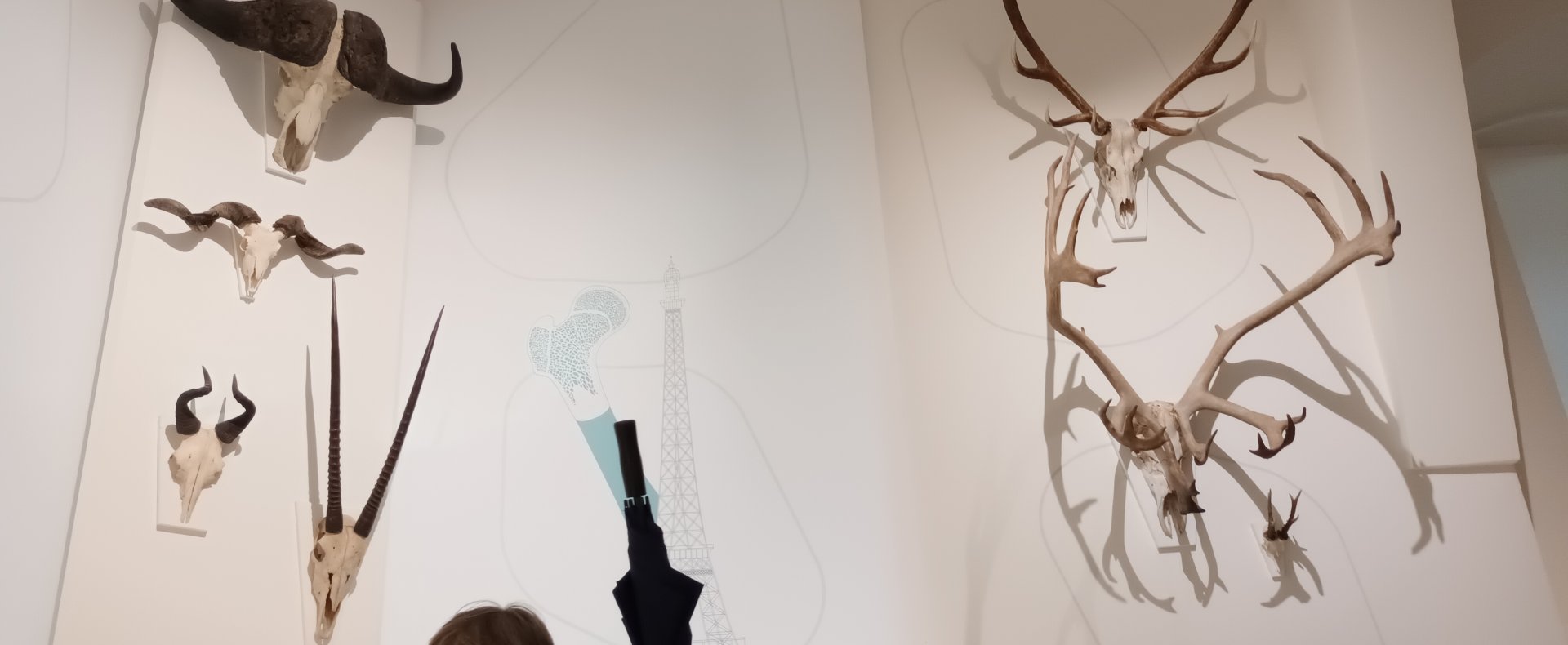 Stags and Horns Display