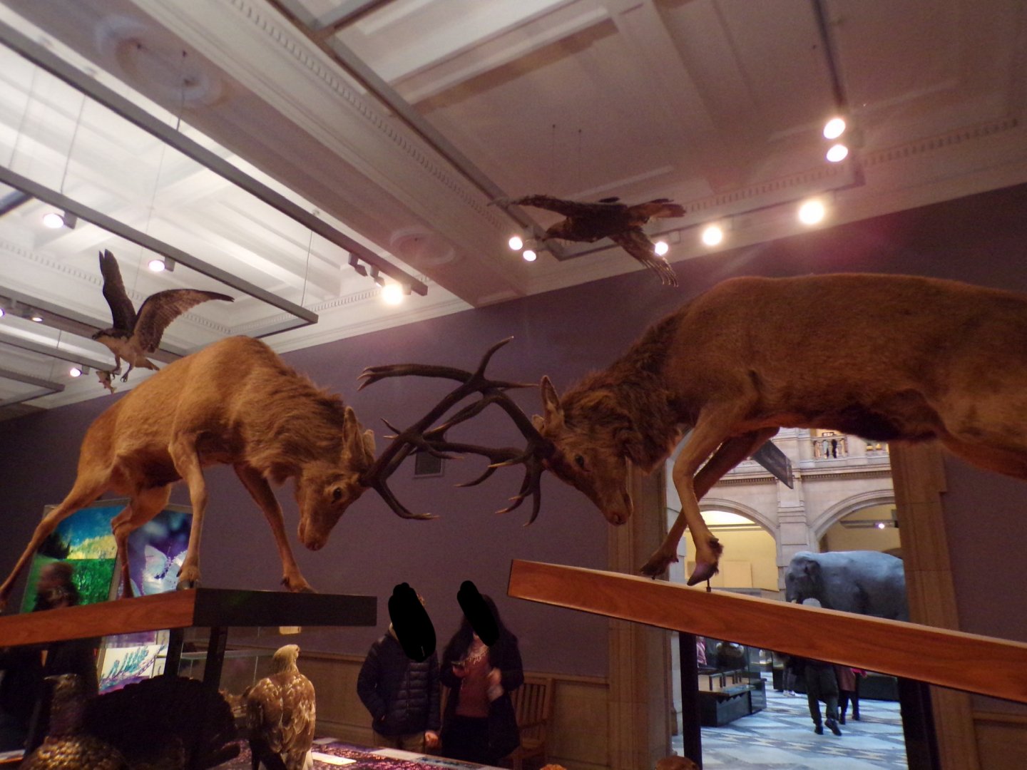 Stags fighting (taken at Kelvingrove museum) 12.2.24