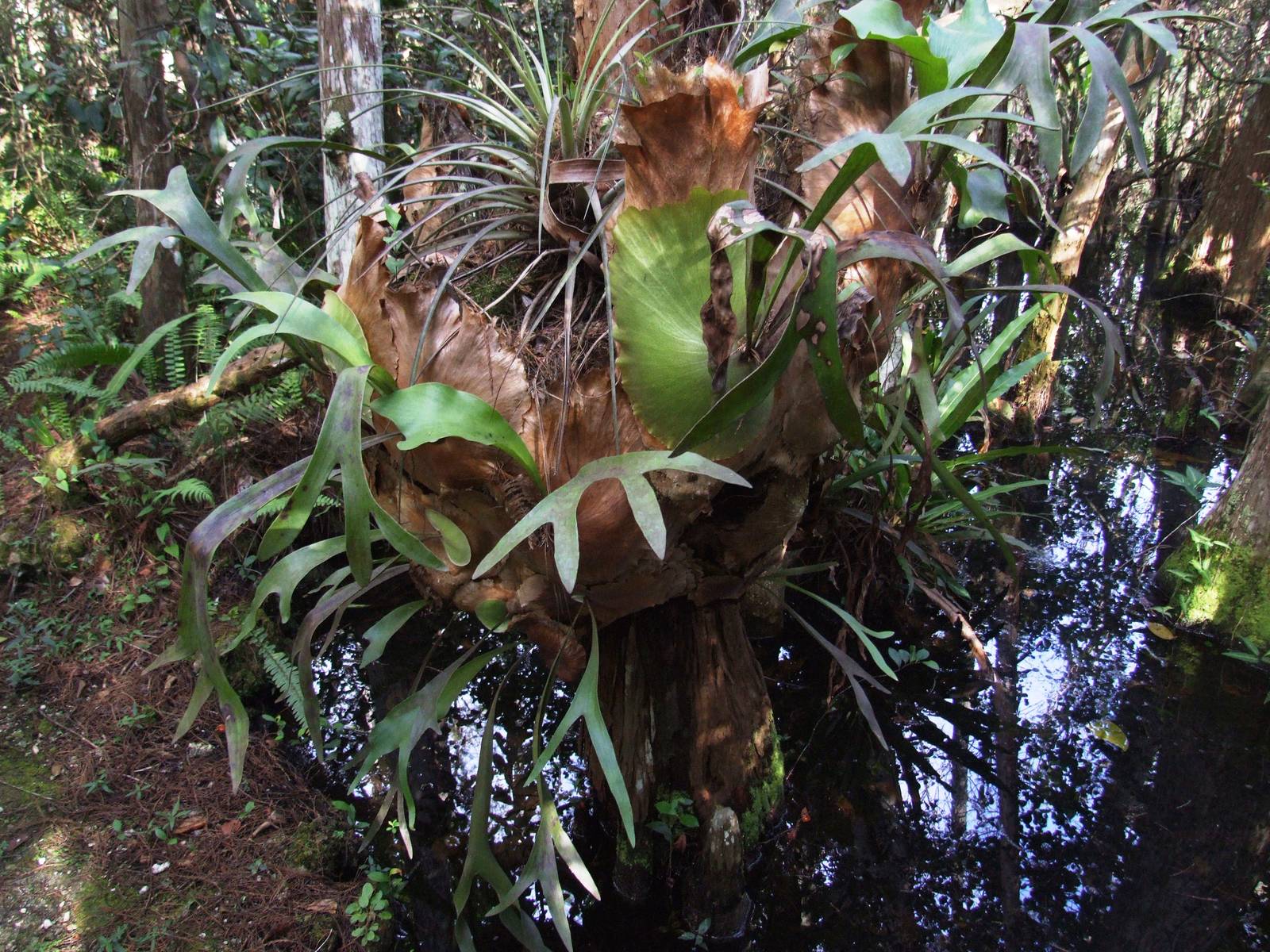 Stagshorn Fern, Western Everglades/Big Cypress, October 2013