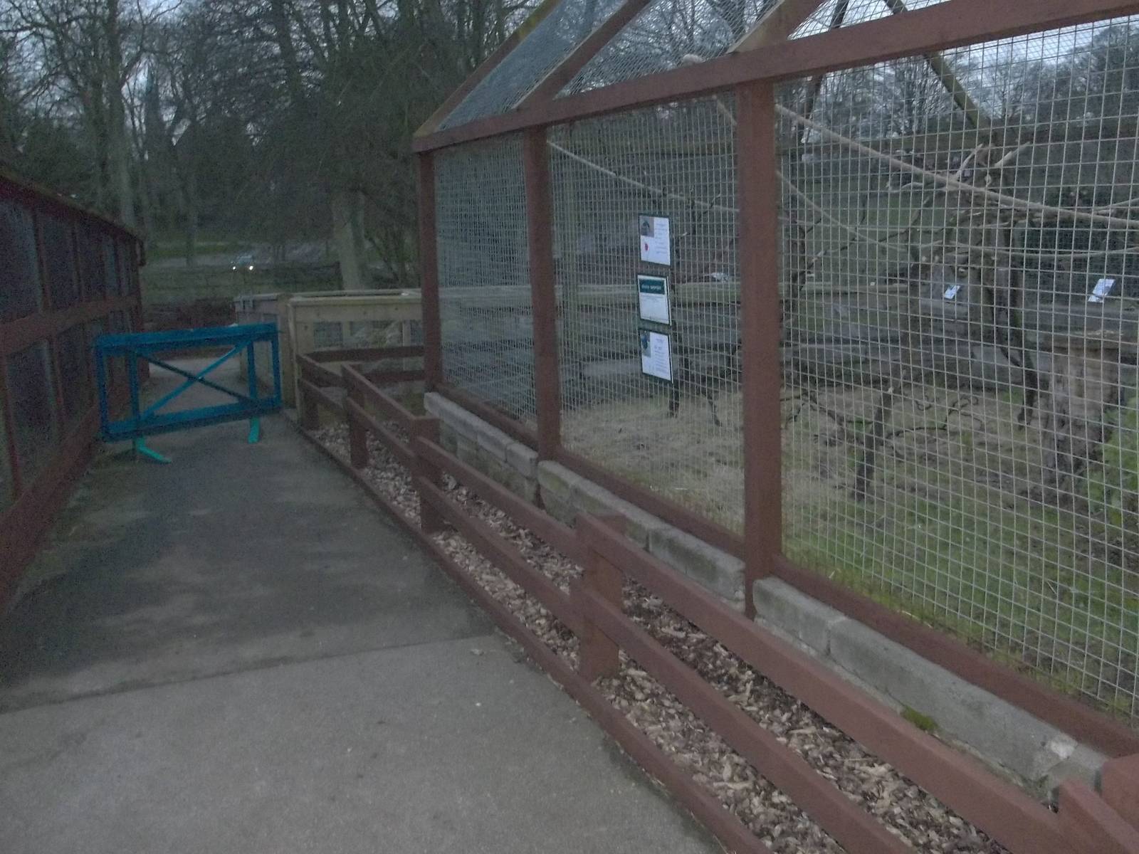 Staining operations around the Macaw Aviary, 11th January 2015