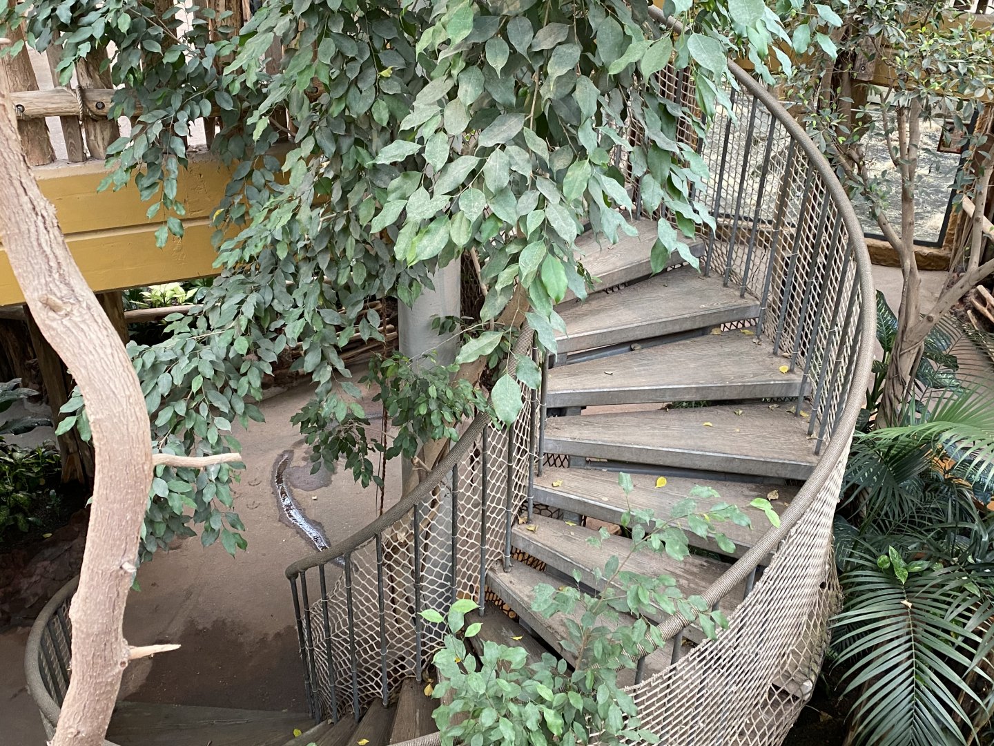 Staircase within Orangutan House 021219