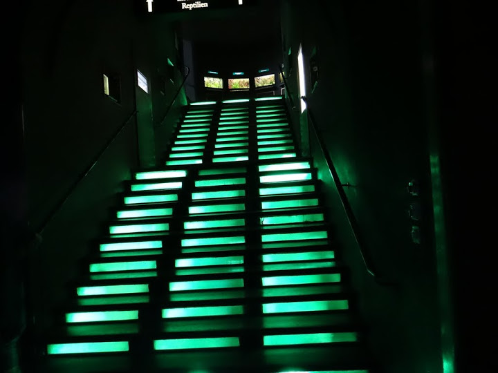 Stairs from the aquarium to the terrarium