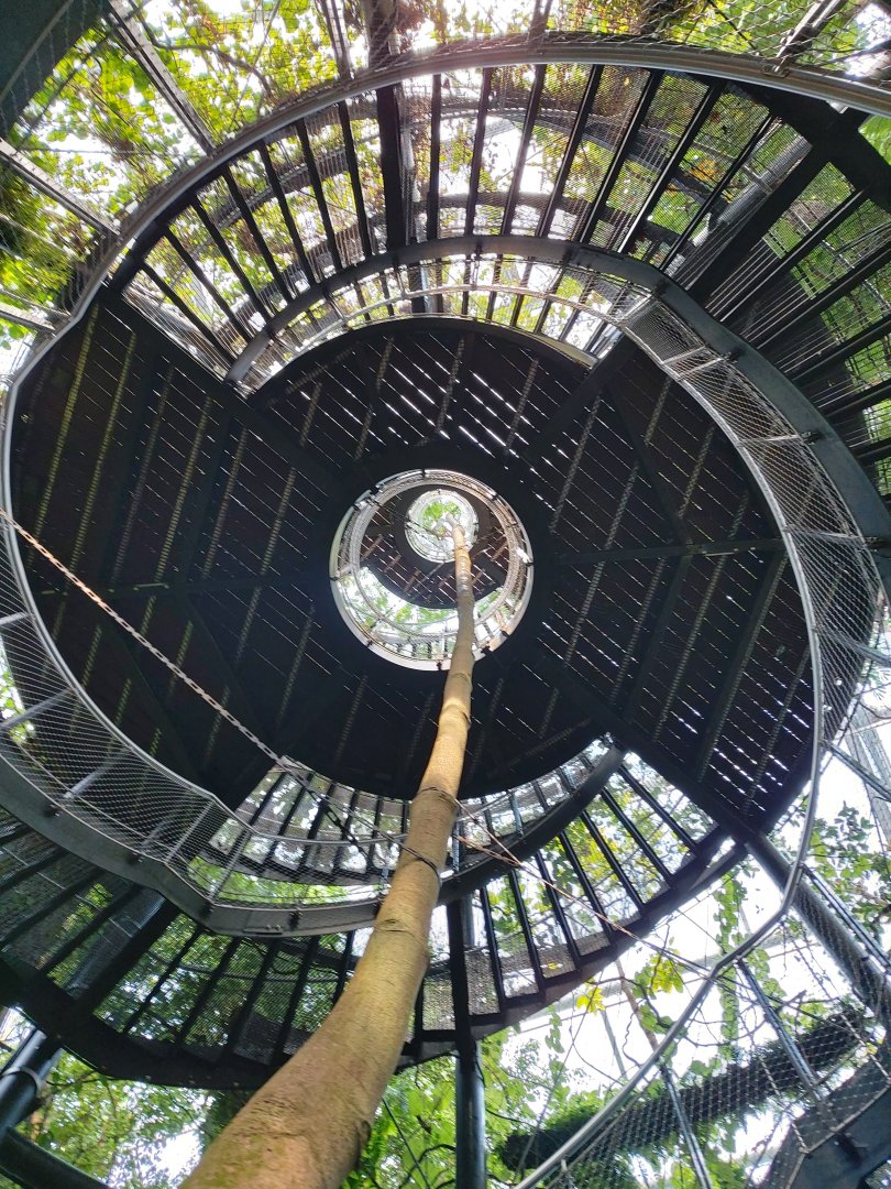 Stairs to the canopy view (July 2020)