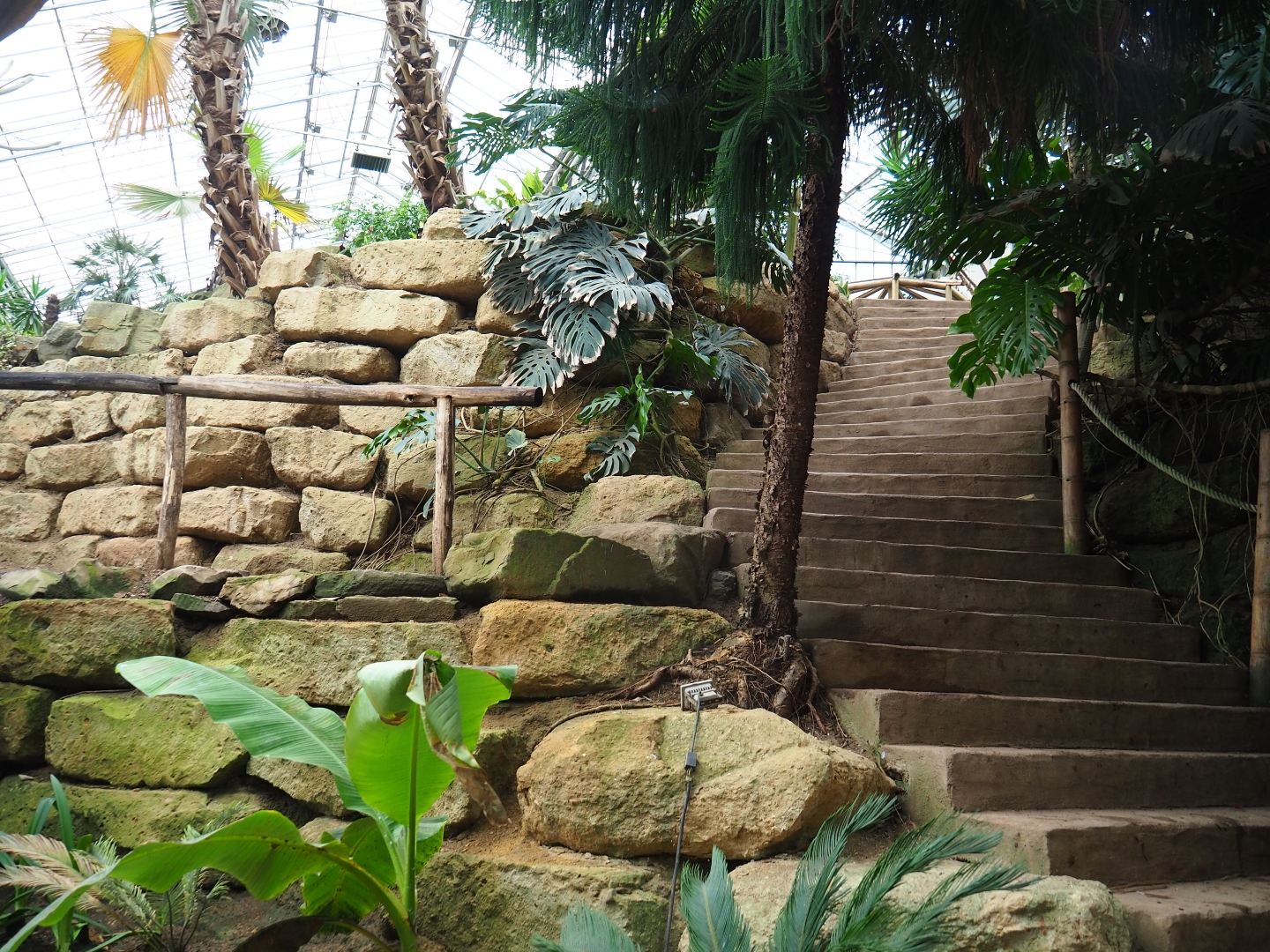 Stairway in the Tropical hall (Aug 28th, 2018)