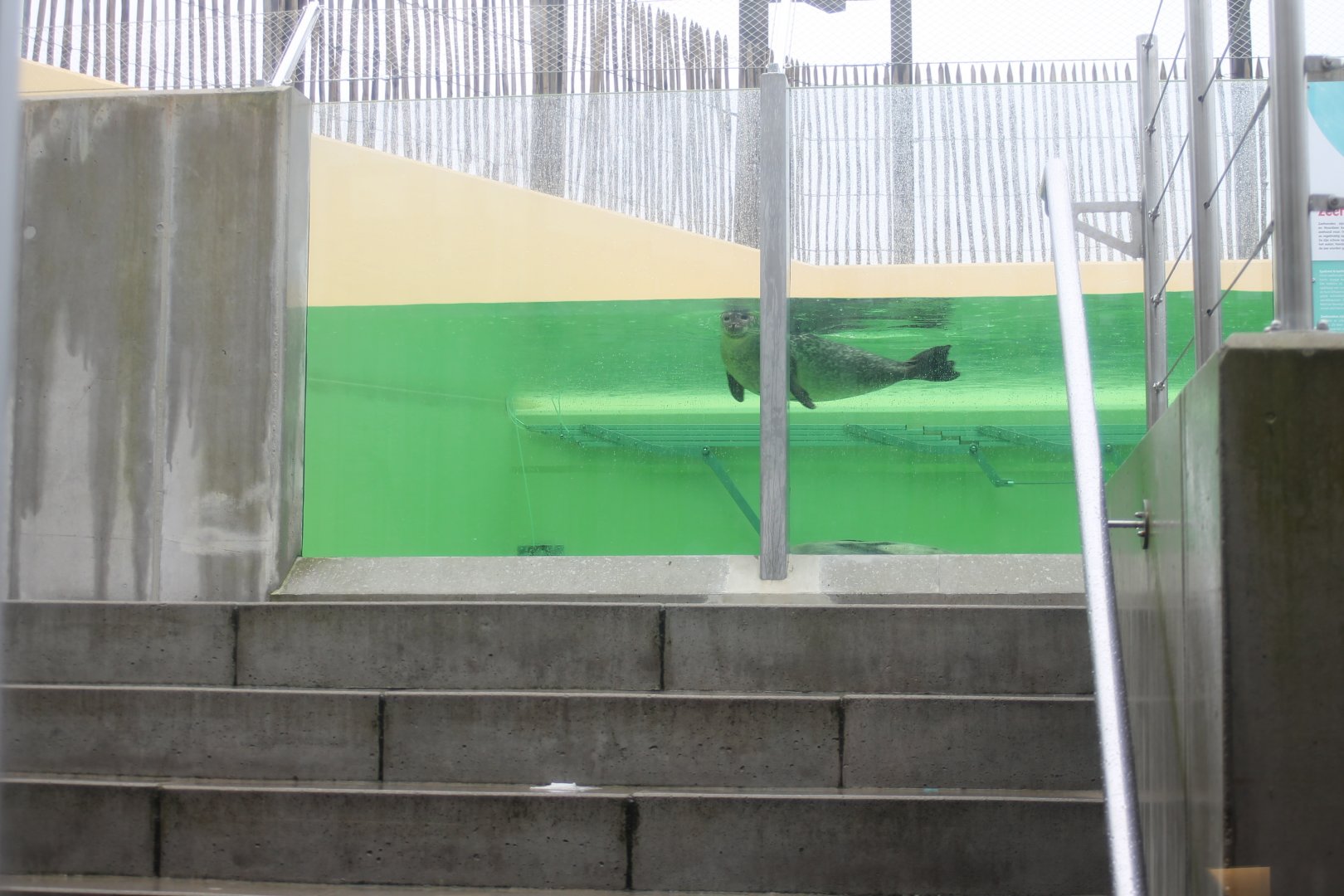 Stairway to Harbour seal-enclosure