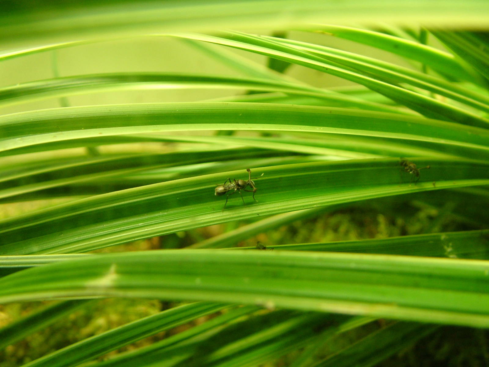 Stalk-eyed Fly at Aquazoo 14/05/09