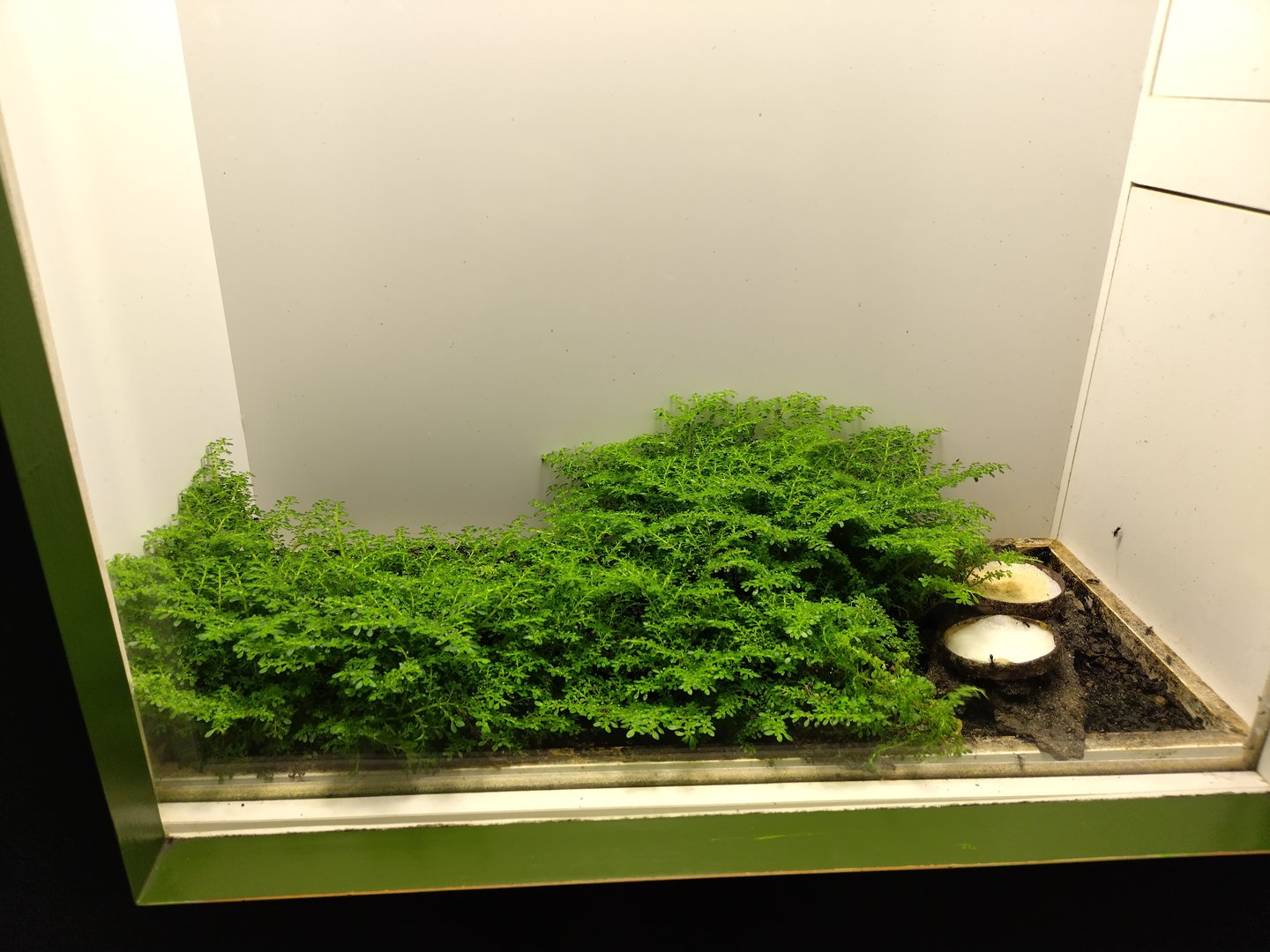 Stalk eyed fly enclosure