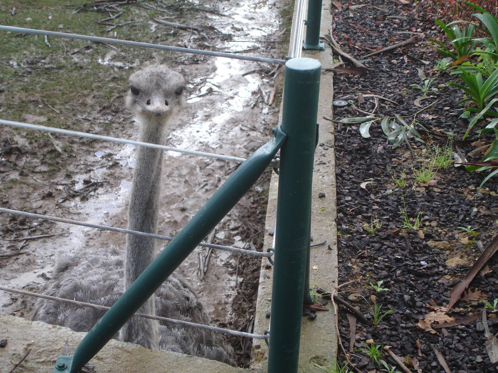 Stalking Ostrich at Zoo Santo Inacio, 30/12/12