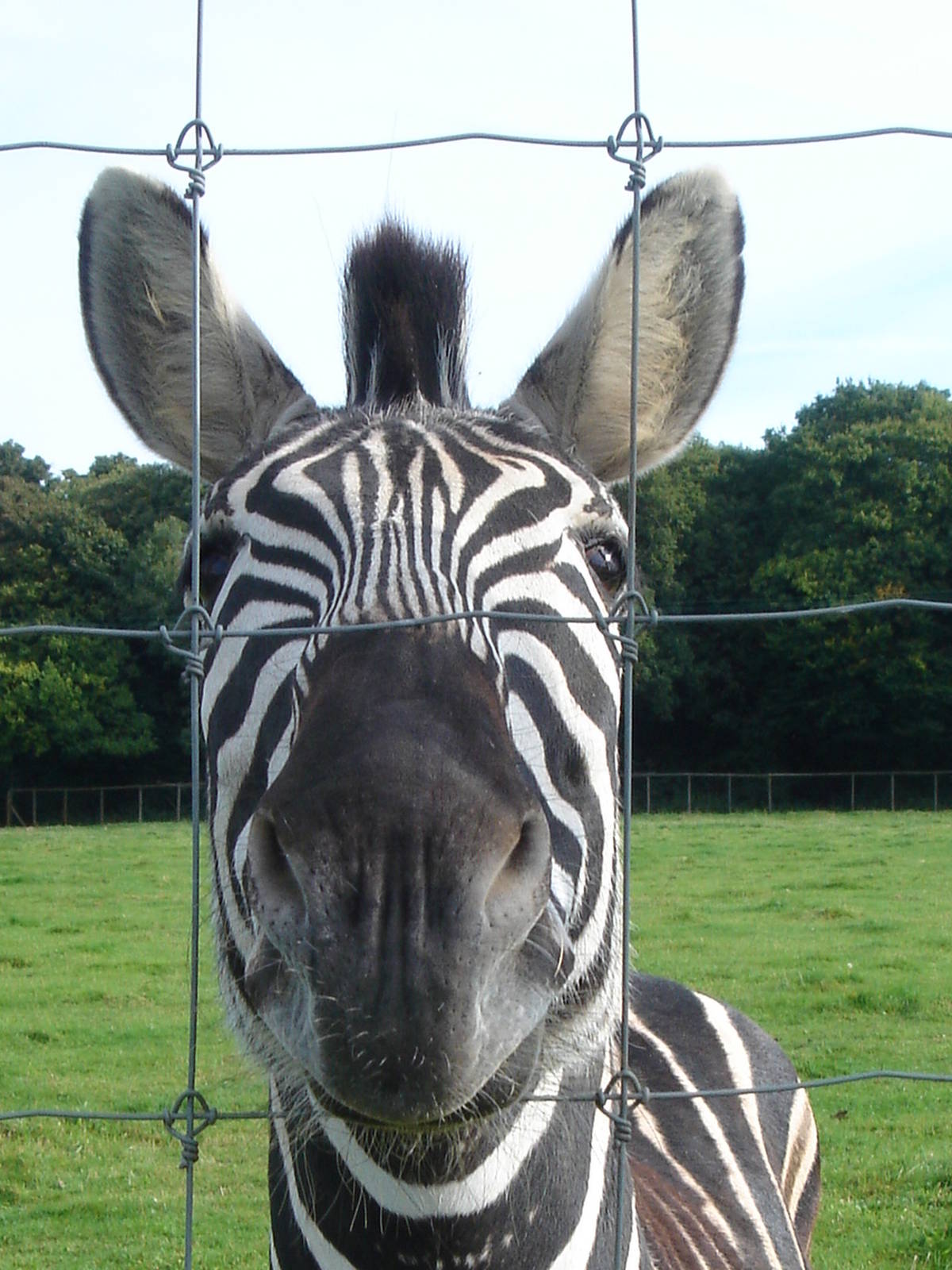 Stallion Grant`s Zebra.