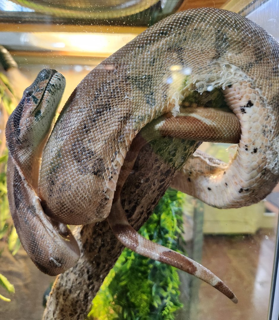 Stamford Museum & NC - Boa Constrictor
