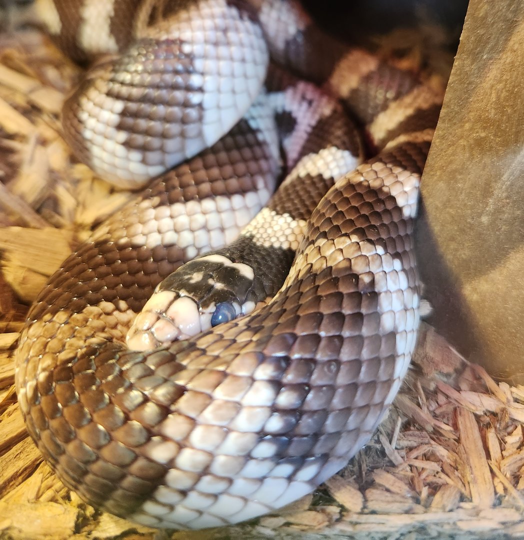 Stamford Museum & NC -California King Snake