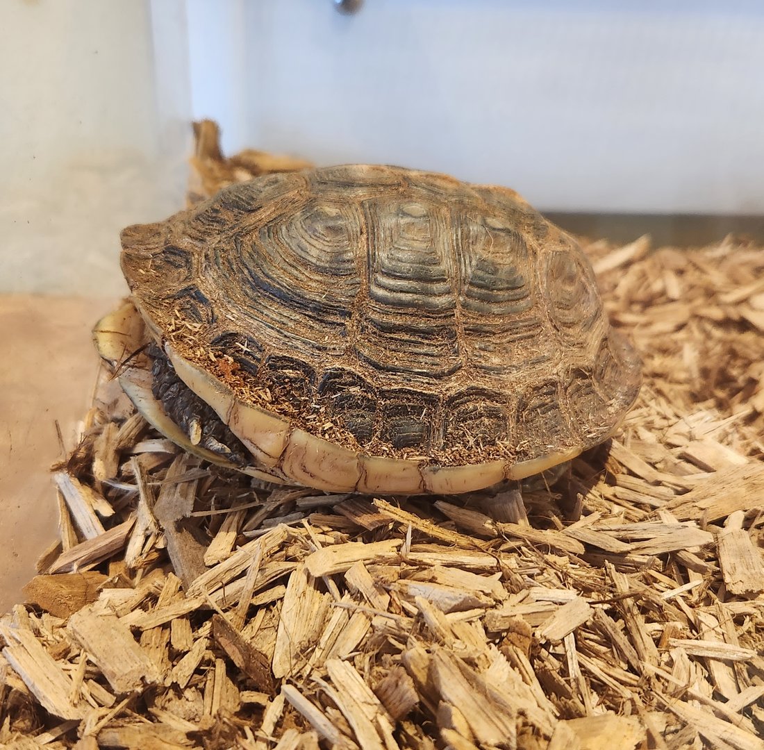 Stamford Museum & NC - Chinese Box Turtle