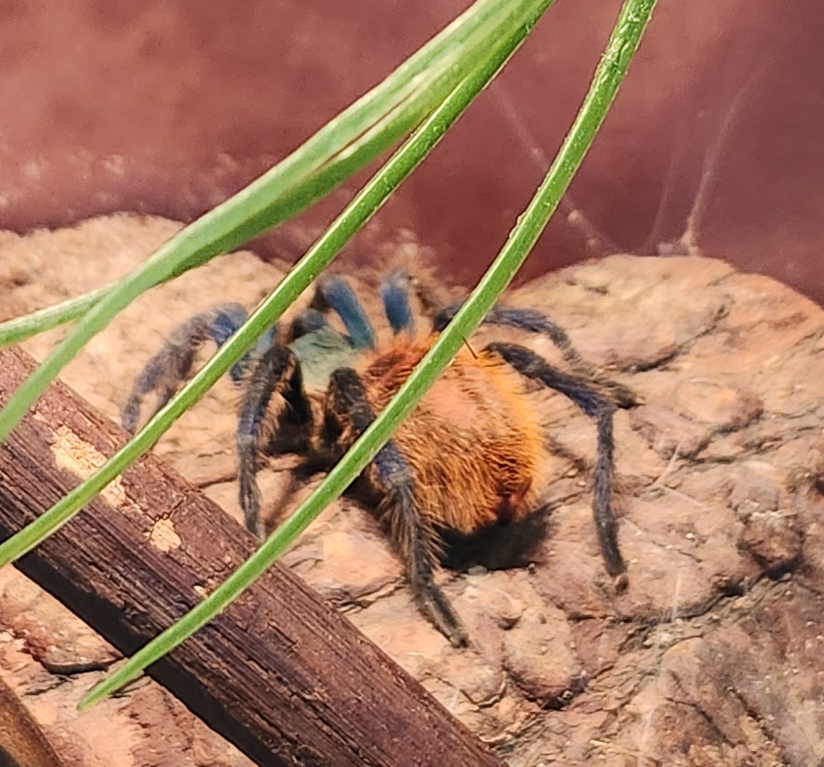 Stamford Museum & NC - Chromatopelma cyaneopubescens