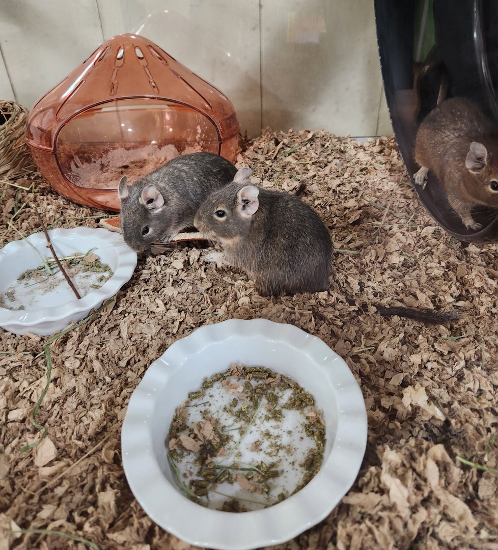 Stamford Museum & NC - Common Degu