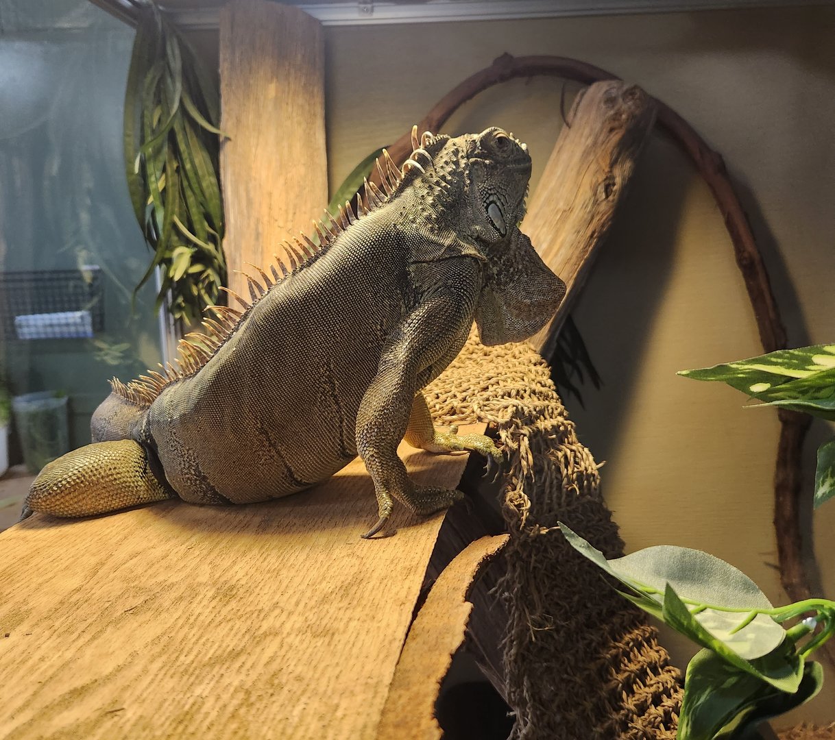 Stamford Museum & NC - Green Iguana