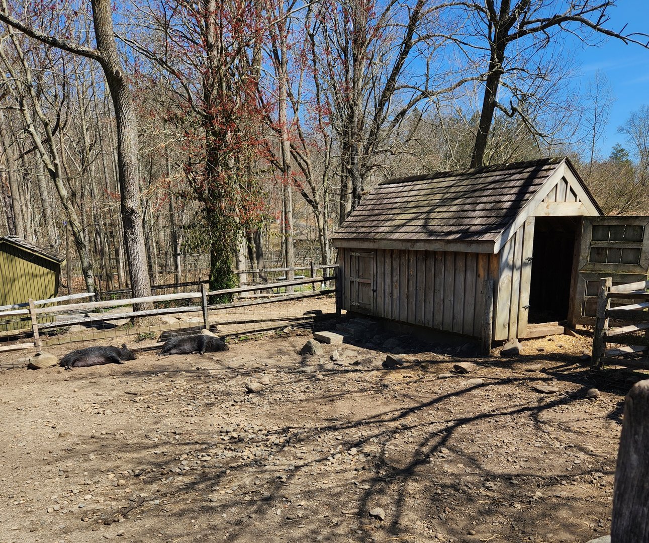 Stamford Museum & NC - (Guinea?) Hogs in sty