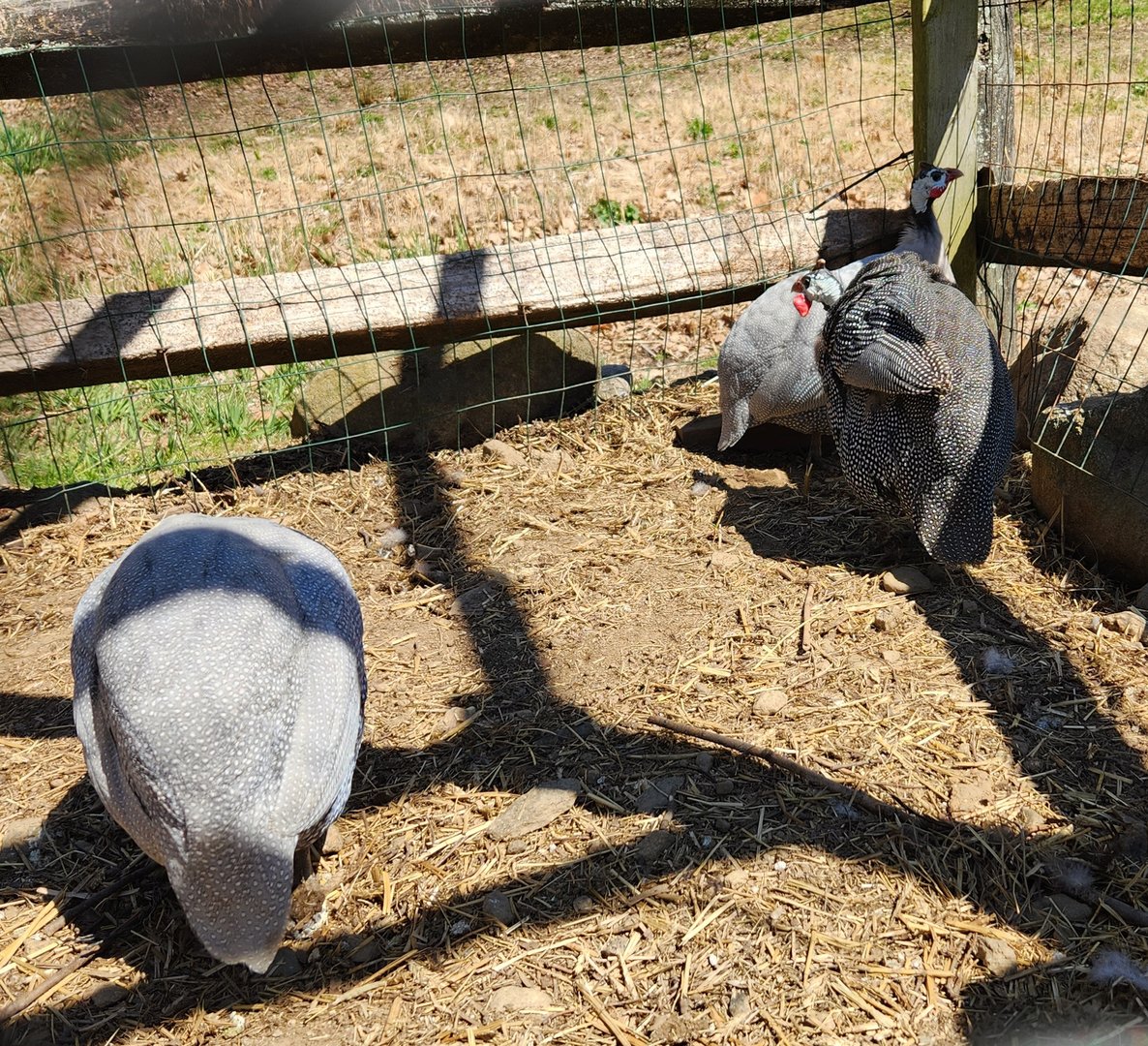 Stamford Museum & NC - Helmeted Guineafowl