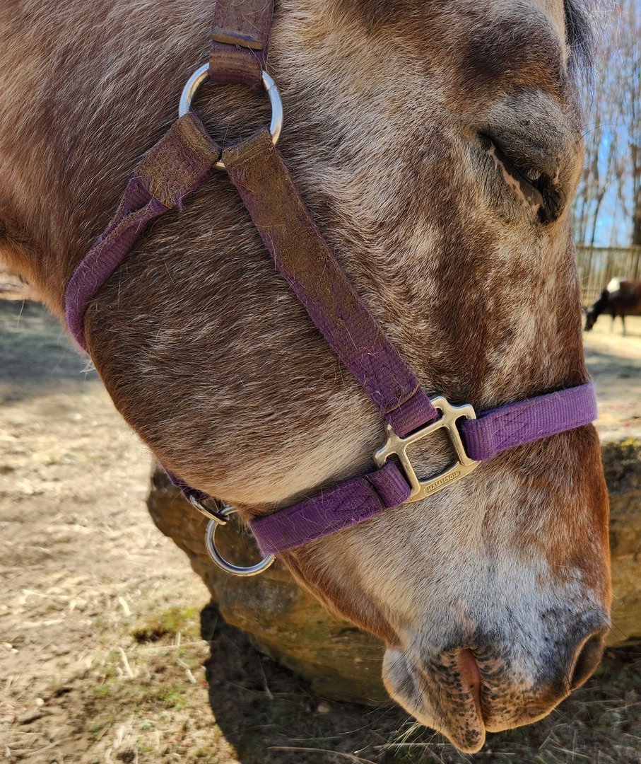 Stamford Museum & NC - Horse