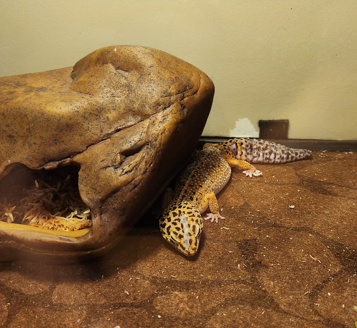 Stamford Museum & NC - Leopard Gecko