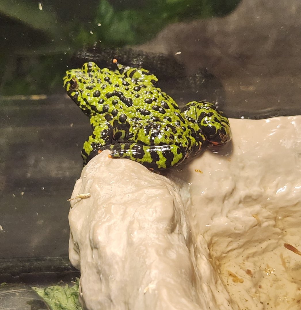 Stamford Museum & NC - Oriental Firebelly Toad