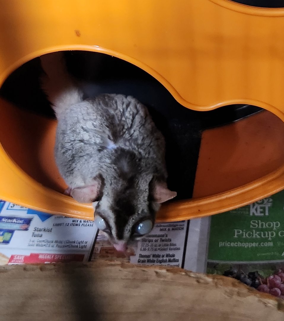 Stamford Museum & NC - Sugar Glider