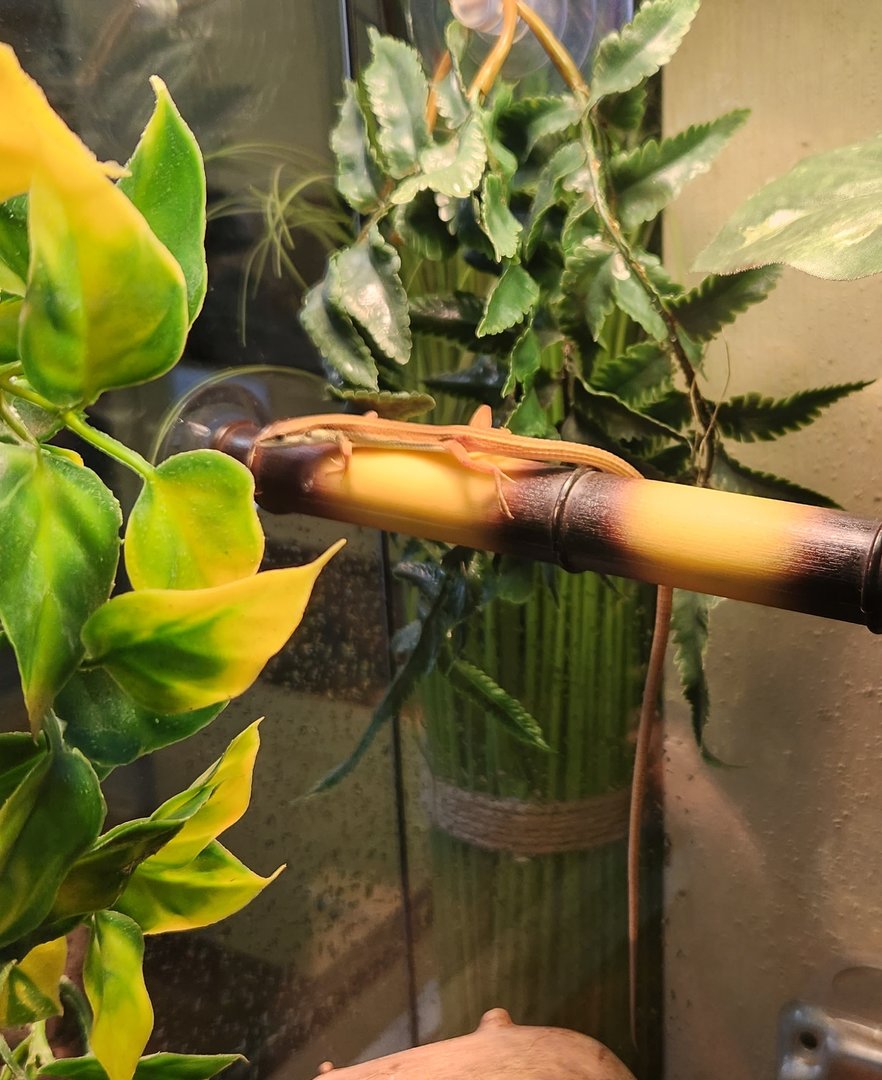 Stamford Museum & NC - Takydromus sexlineatus