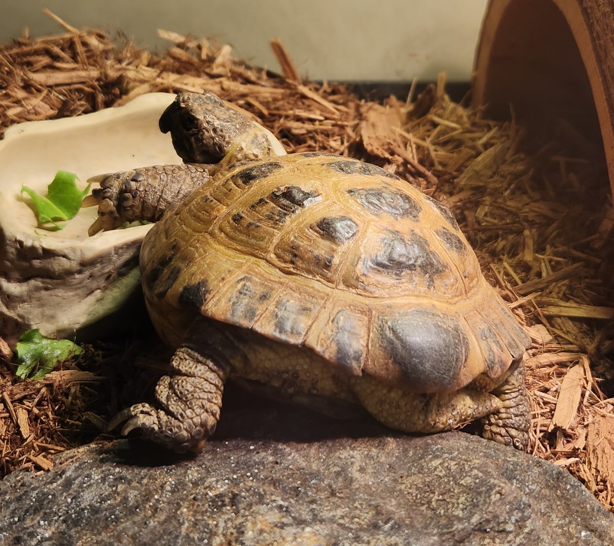 Stamford Museum & NC - Testudo horsfieldi