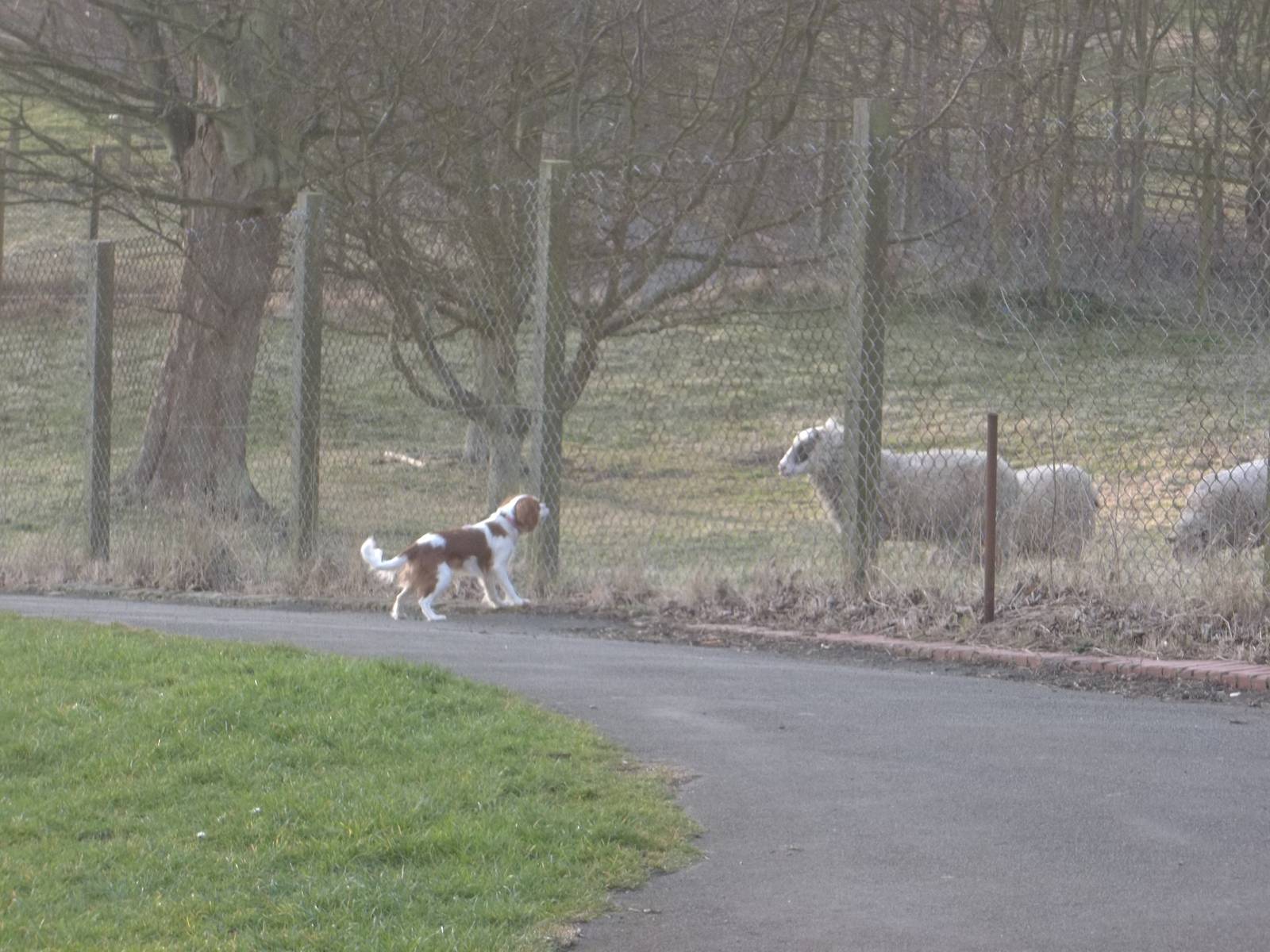 Stand off with a spaniel, 20th March 2015