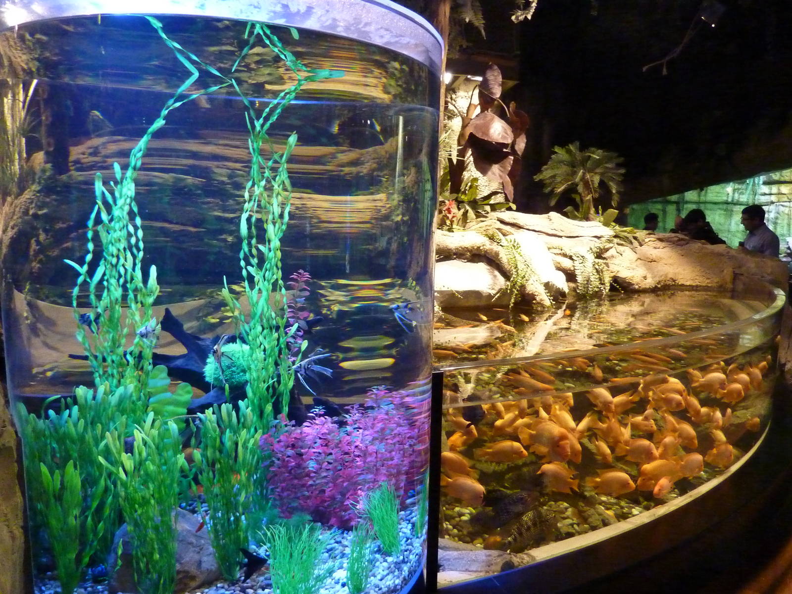 Standard combination