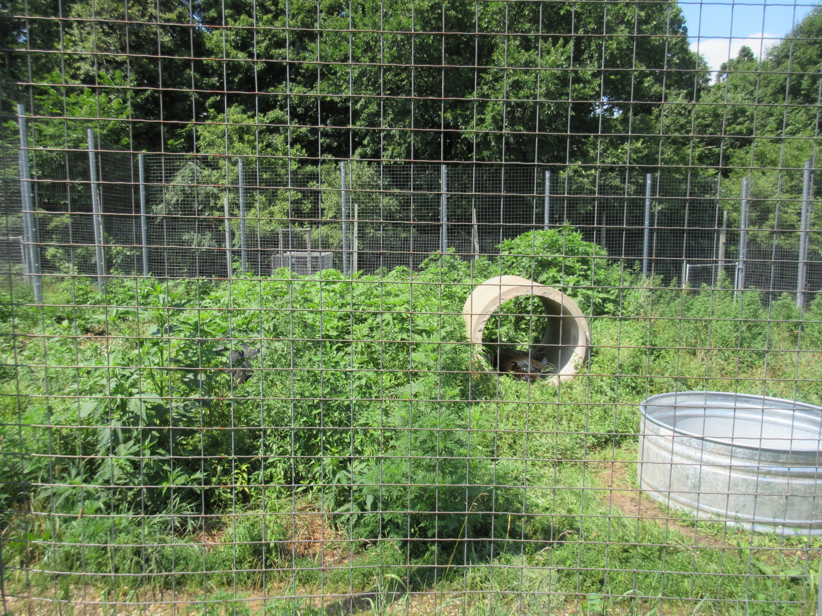 Standard Tiger Exhibit