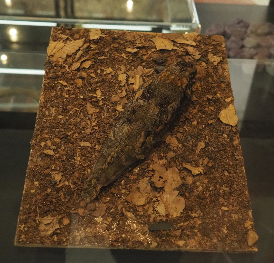 Standard-winged nightjar (Caprimulgus longipennis) specimen, 2021-10-20