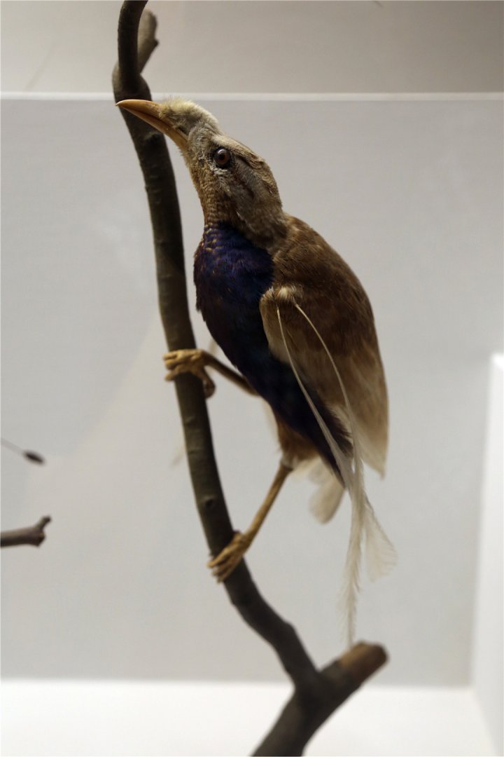 Standardwing (Semioptera wallacii)