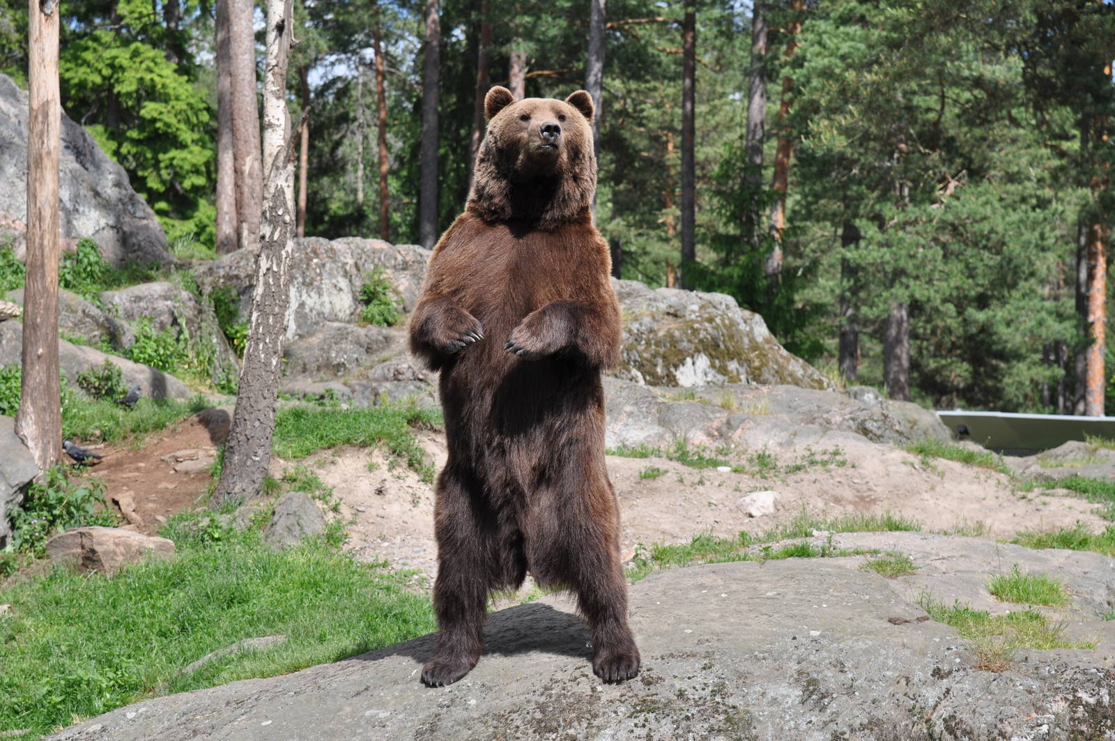 Standing bear Varulven at Kolmården Wildlife Park