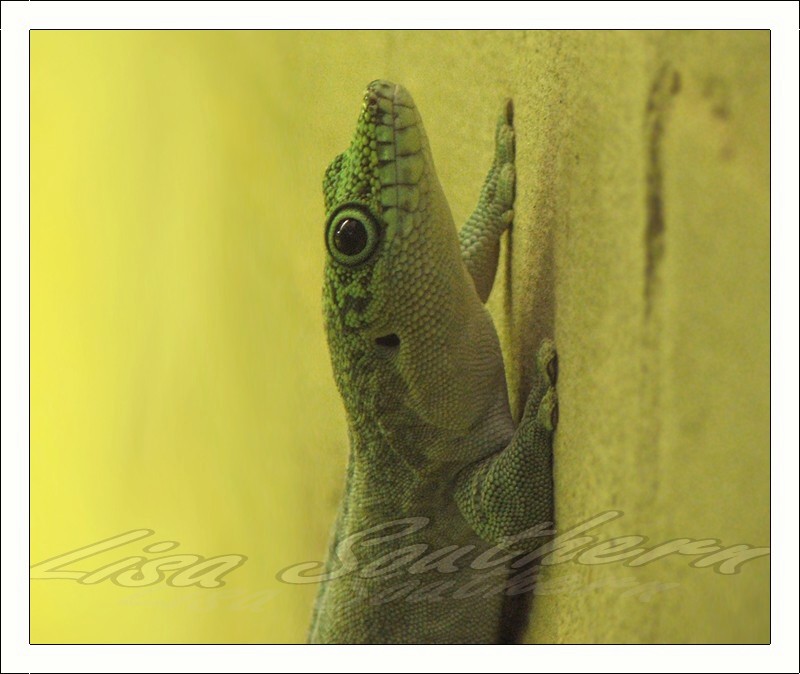standing day gecko