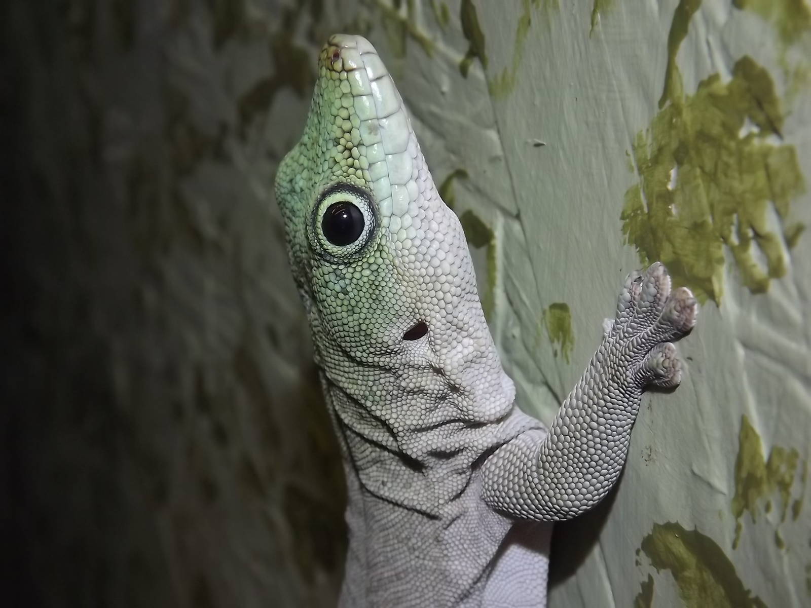 Standing Day's Gecko at Blackpool Zoo 04/08/12