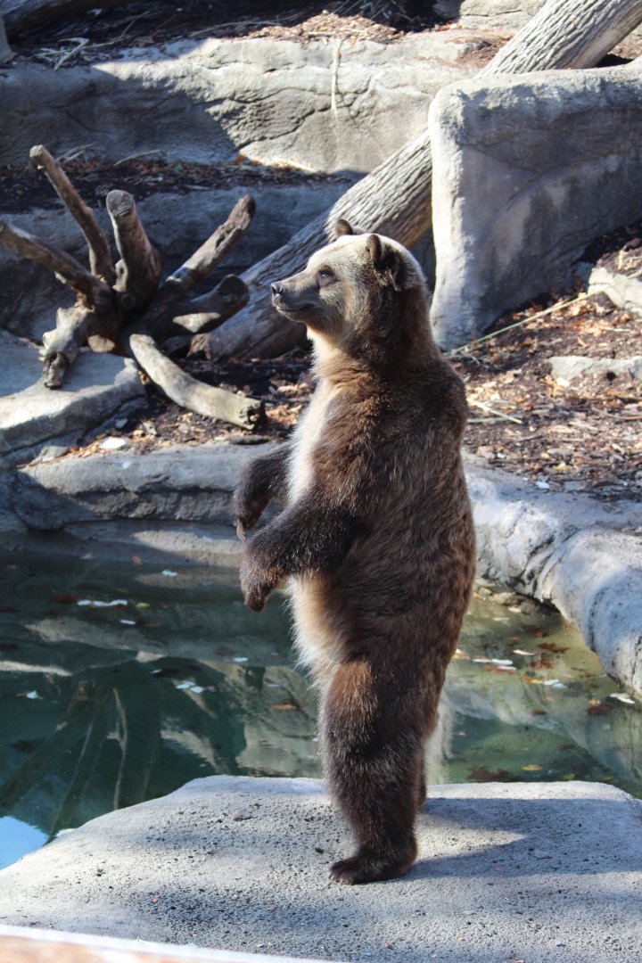 Standing Grizzly Bear Cleveland Metroparks Zoo