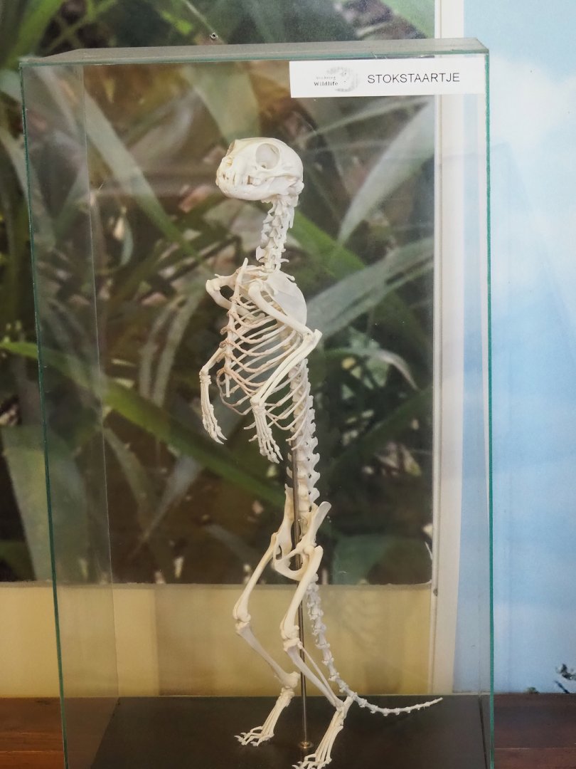 Standing meerkat skeleton in education building, 2023-08-15