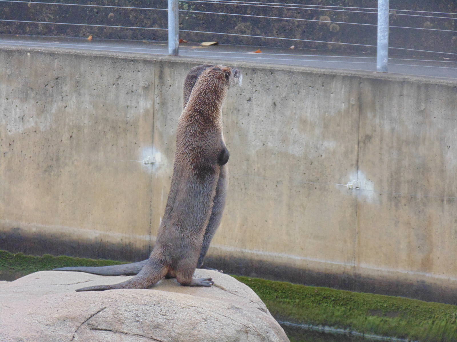 Standing River Otter