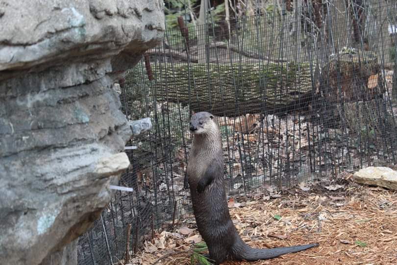 Standing up otter