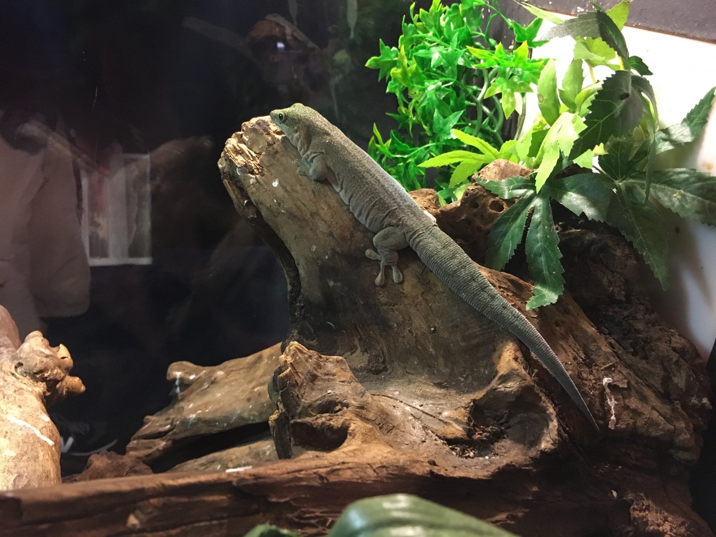 Standing's day gecko 030817