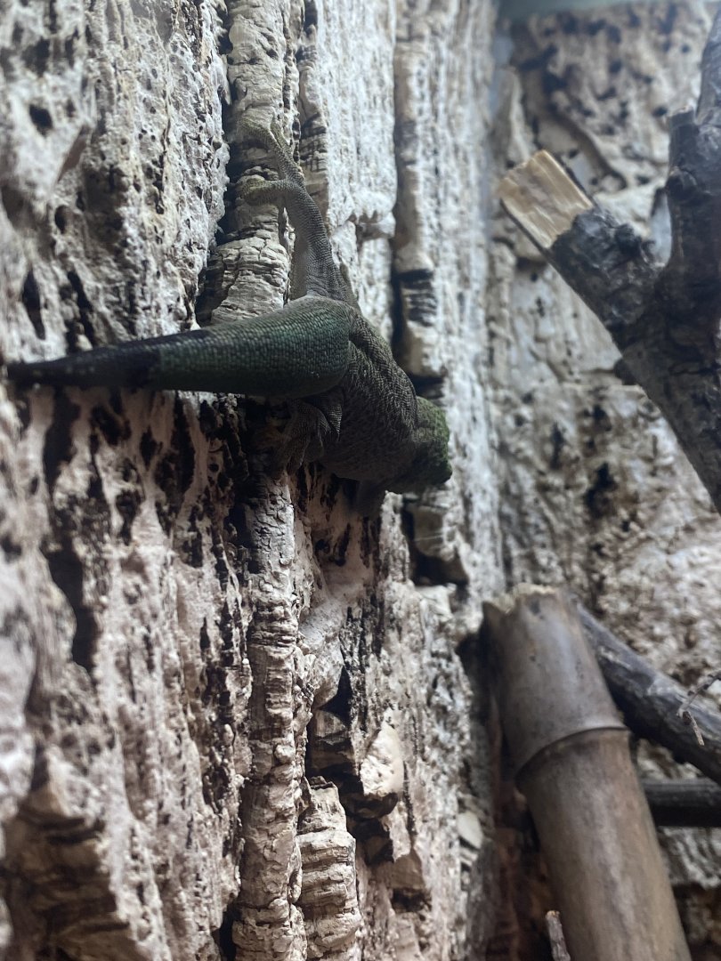 Standing’s day gecko 040324