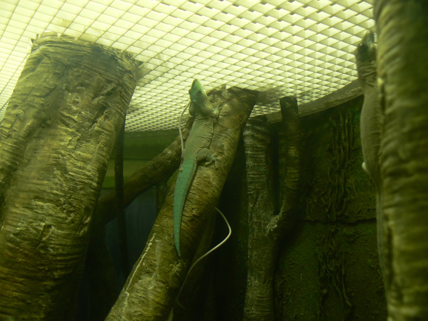 Standing's Day Gecko - 12 February 2018