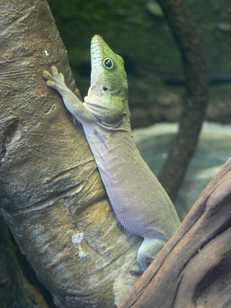 Standing's Day Gecko - 17 July 2018