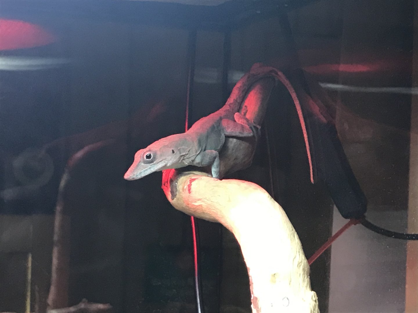 Standing's day gecko 251019