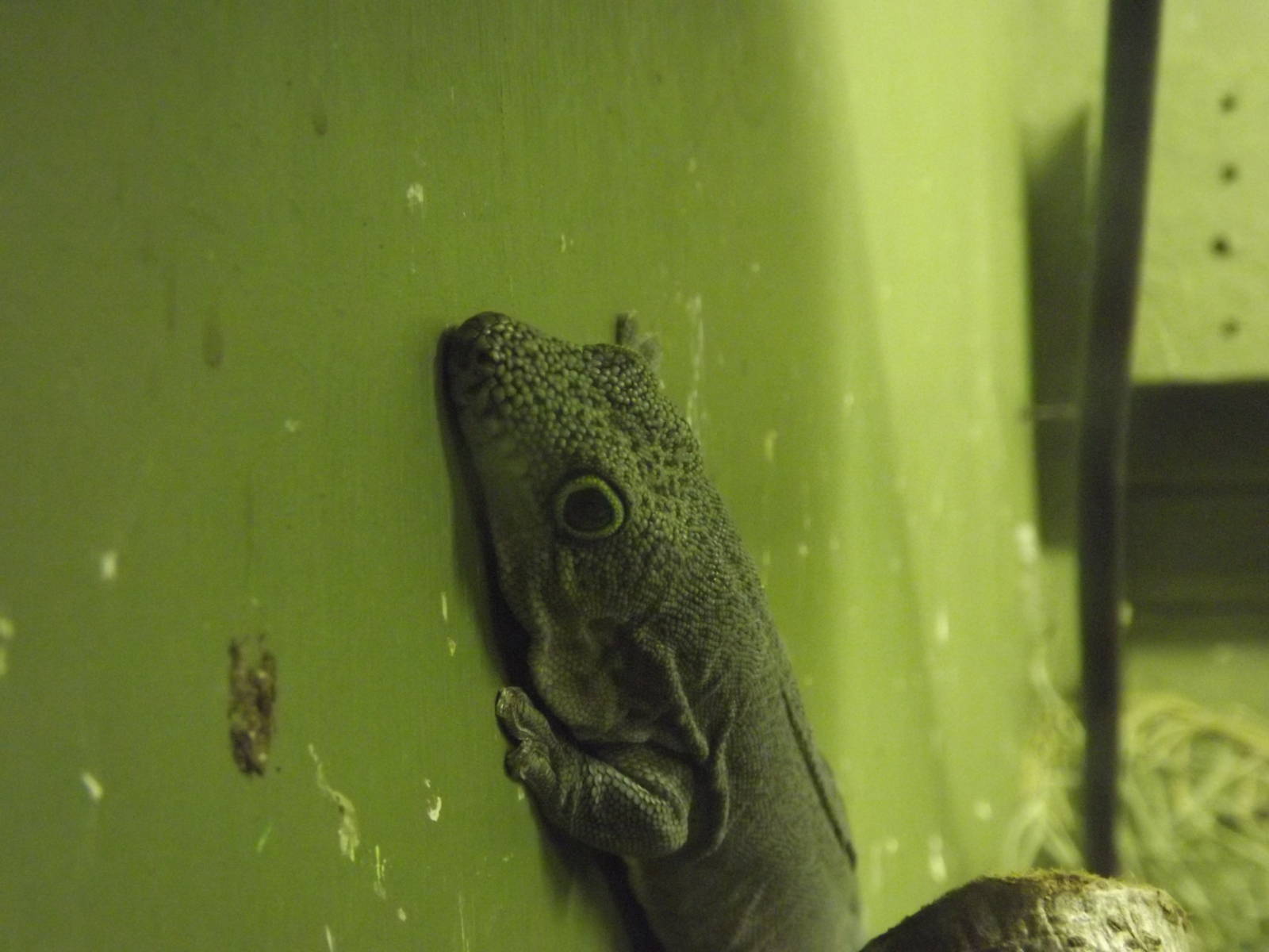 Standing's day gecko at Blackpool Zoo 15/01/12